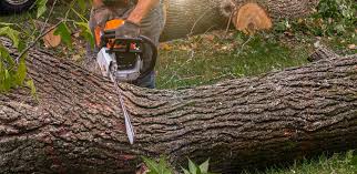 How Our Tree Care Process Works  in  Warner Robins, GA