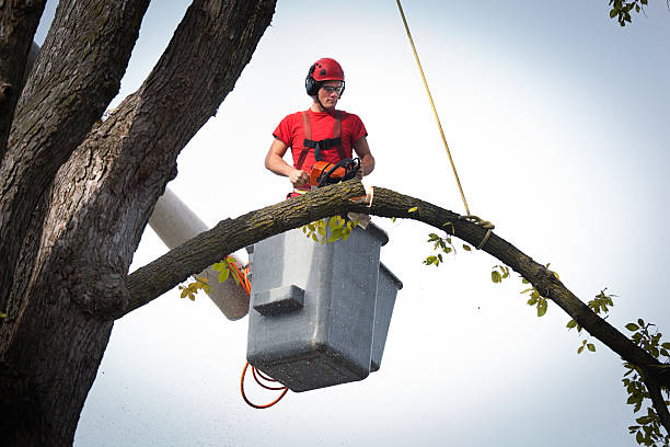 Best Tree Health Inspection  in Warner Robins, GA