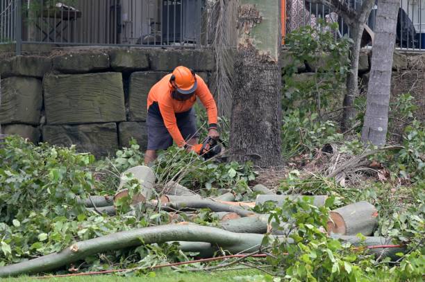 Best Tree and Shrub Care  in Warner Robins, GA