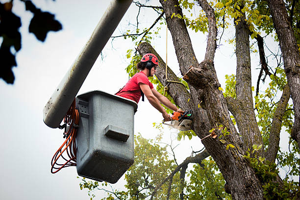 Best Fruit Tree Pruning  in Warner Robins, GA