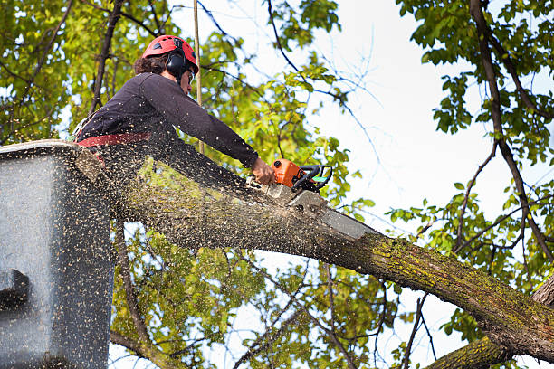 Lawn Pest Prevention in Warner Robins, GA
